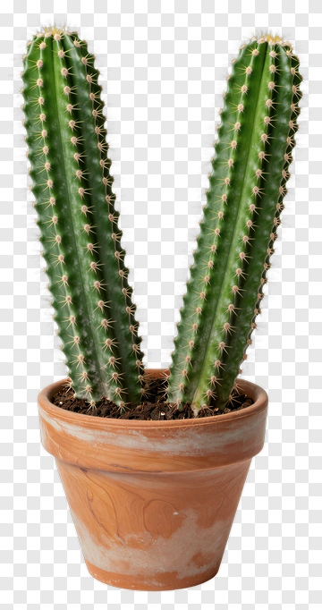 Cactus In A Pot PNG