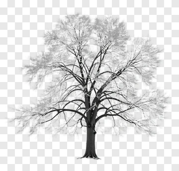 Black And White Tree PNG