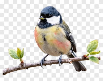 Bird Sitting On A Branch PNG