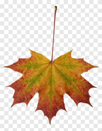 Colorful Maple Leaf PNG