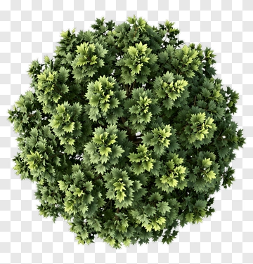 Green Bush PNG