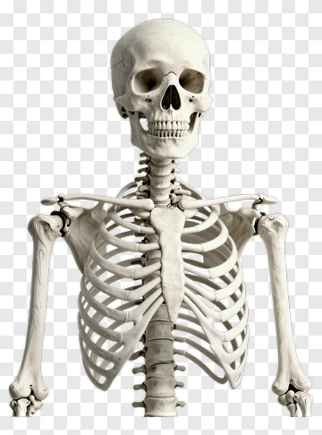 Realistic Human Skeleton Model PNG