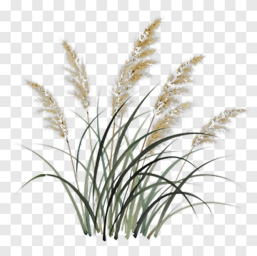 Tall Grass With Feathery Plumes PNG