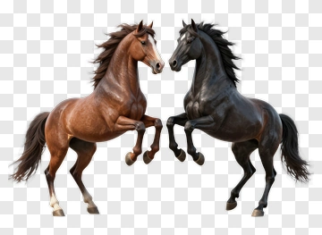 Brown And Black Horses Rearing Up Together PNG