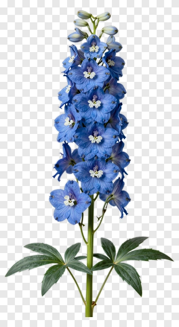 Blue Delphinium Flower PNG