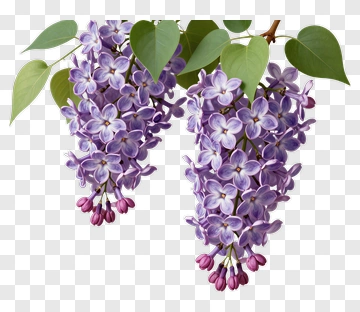 Lilac Flowers With Green Leaves PNG