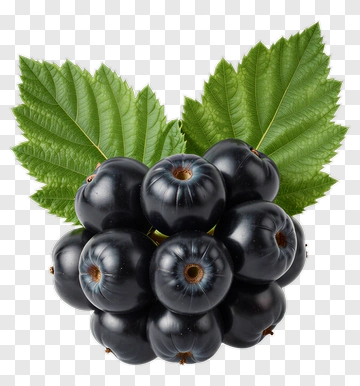Fresh Blackcurrant Bunch With Green Leaves PNG