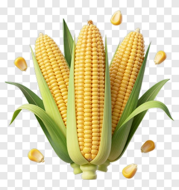 Fresh Corn On The Cob PNG