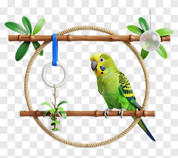 Colorful Parakeet On A Wooden Perch With Green Leaves PNG