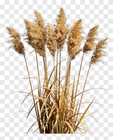 Pampas Grass Arrangement PNG