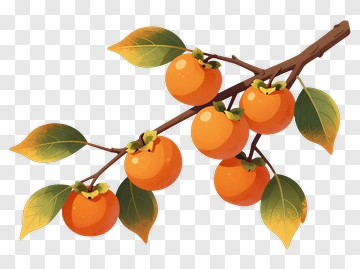 Branch Of Orange Persimmons With Leaves PNG