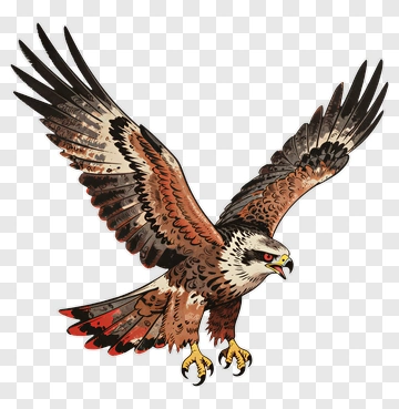 Eagle In Flight PNG