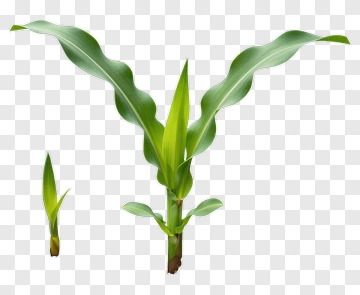 Green Plant With Long Leaves PNG