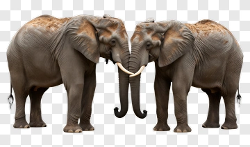 Two Elephants Facing Each Other PNG