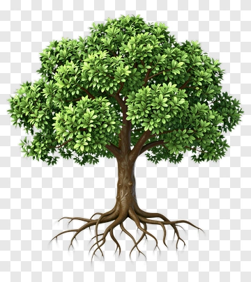 Realistic Green Tree With Roots PNG