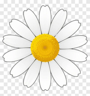 White Daisy Flower PNG