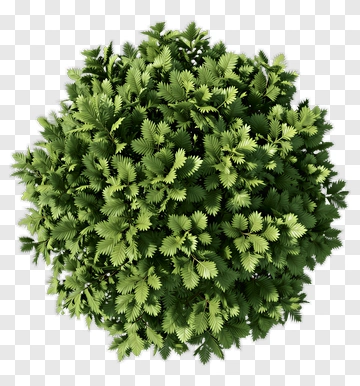 Green Bush PNG
