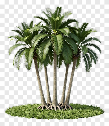 Group Of Palm Trees PNG