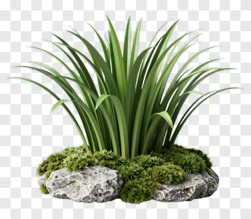 Green Grass And Rocks Arrangement PNG