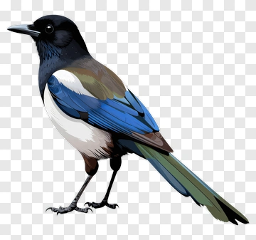 Colorful Bird With Blue And Black Feathers PNG