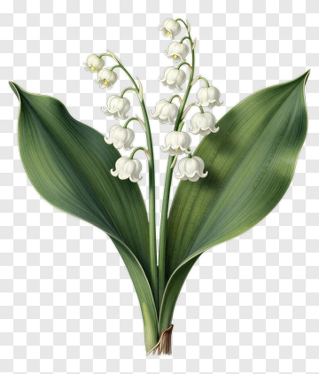 Lily Of The Valley Flower Arrangement PNG