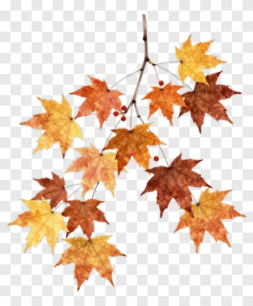 Colorful Autumn Maple Leaves PNG