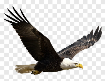 Bald Eagle In Flight PNG