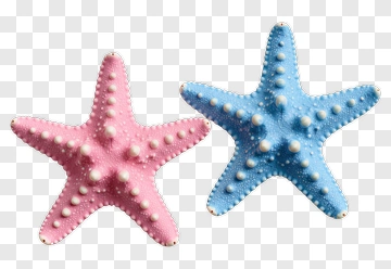 Colorful Starfish Duo PNG