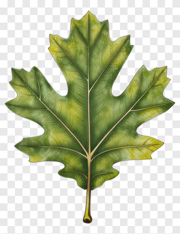 Green Maple Leaf PNG