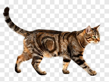 Tabby Cat Walking PNG
