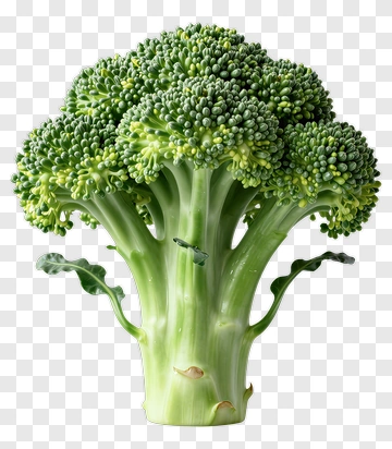 Fresh Broccoli Vegetable PNG