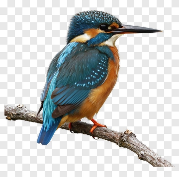 Colorful Kingfisher Perched On A Branch PNG