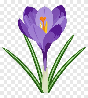 Purple Crocus Flower PNG