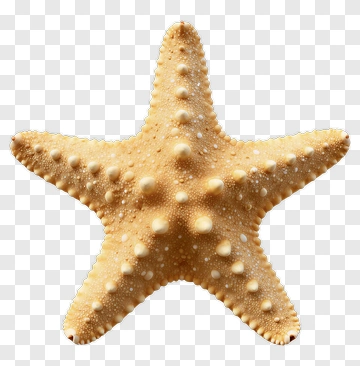 Starfish On A Transparent Background PNG