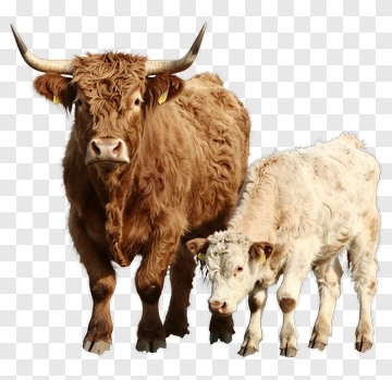 Highland Cattle With Calf PNG