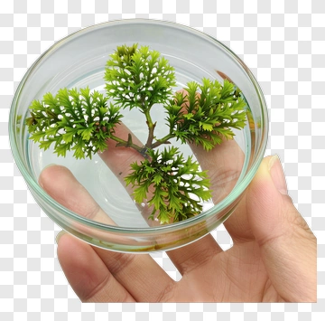 Hand Holding A Small Green Plant In A Glass Container PNG