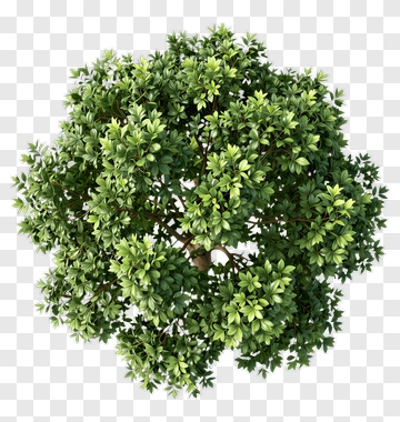 Green Tree PNG