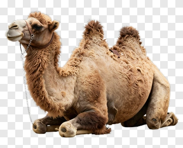 Brown Camel Sitting PNG