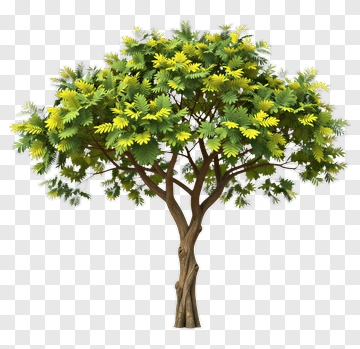 Lush Green Tree PNG