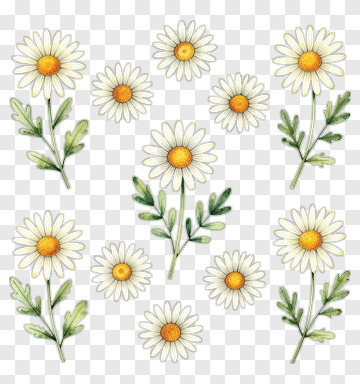 Watercolor Daisies With Green Leaves PNG