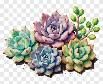 Colorful Succulent Plants PNG