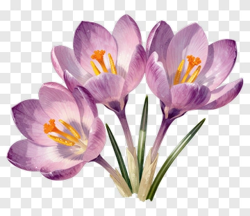 Purple Crocus Flowers PNG