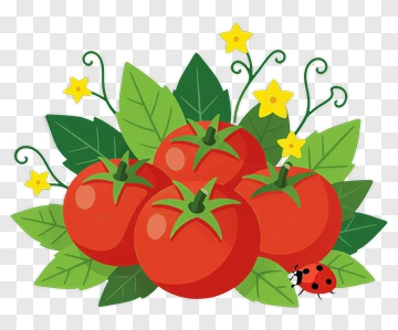Tomato Cluster With Leaves And Flowers PNG