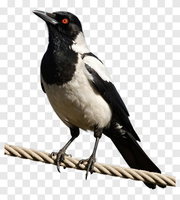 Black And White Bird Perched On A Rope PNG