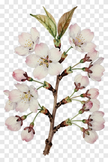 Cherry Blossom Branch PNG