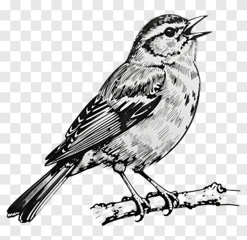 Detailed Illustration Of A Singing Bird PNG
