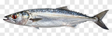 Mackerel Fish PNG