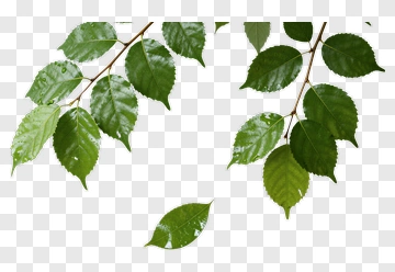 Green Leaves With Water Droplets PNG