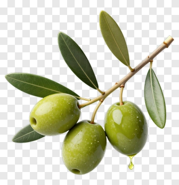 Green Olive Branch With Leaves PNG