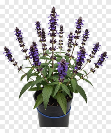 Purple Flowering Plant In Pot PNG